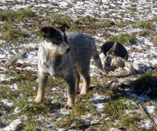 Smečka 15.2.2008 (40).jpg