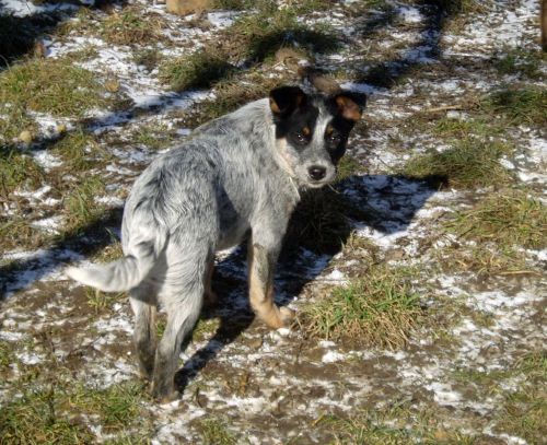 Smečka 15.2.2008 (52).jpg