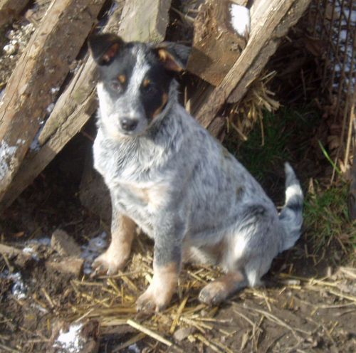 Smečka 15.2.2008 (66).jpg