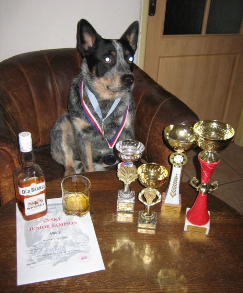 Český juniorchampion Able Kazari Toyo-Ken