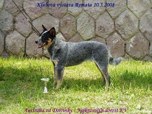 Klubová výstava Remata Slovensko