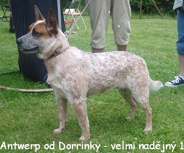Antík VN1 a res. BIS PUPPY!!!