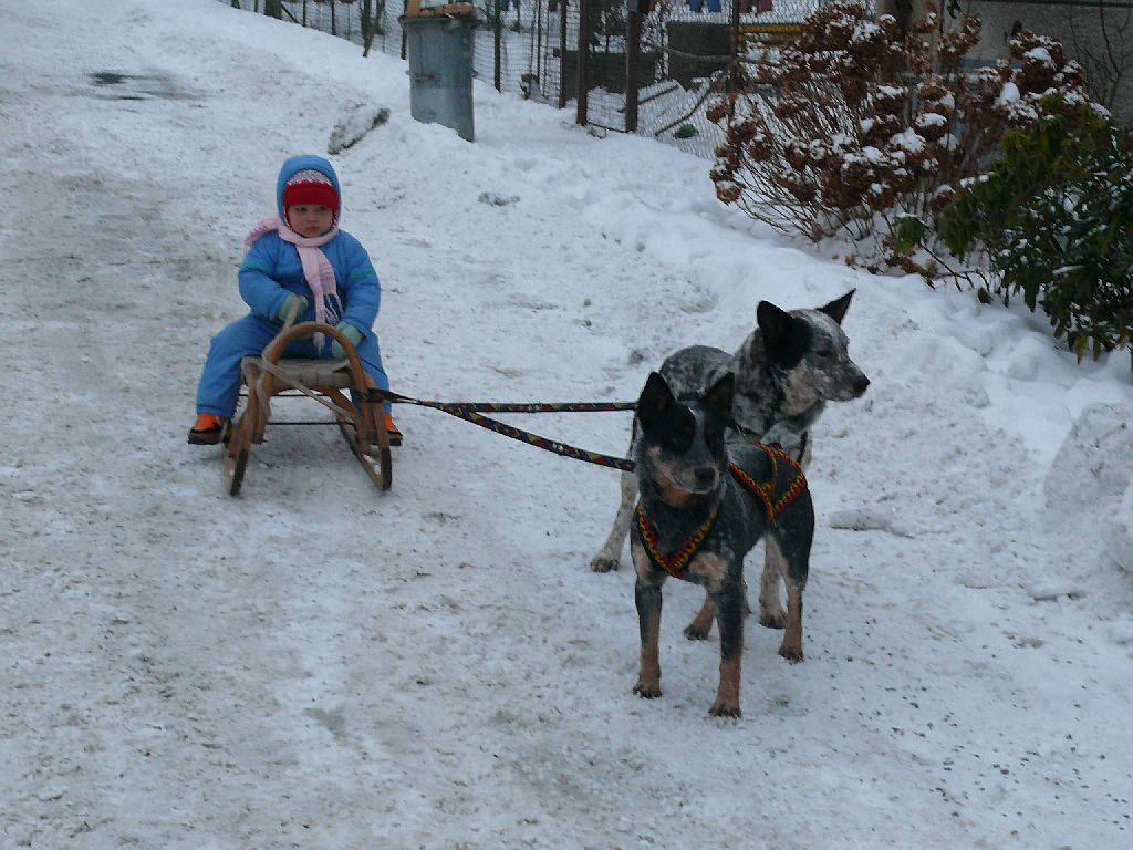 sáňky 002.jpg