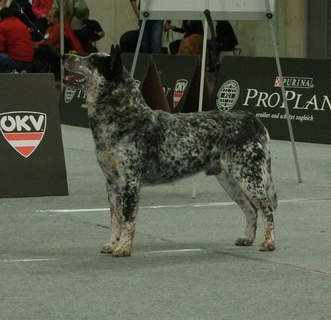 Ch.DuWest Bubba Magnet - CACA (15).jpg