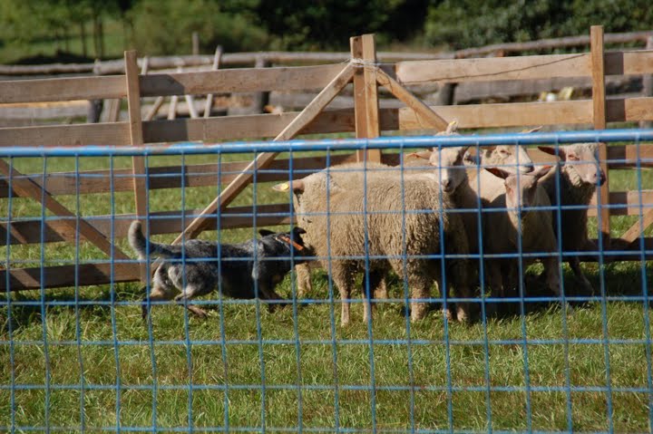 zkoušky ZVOP - herding test