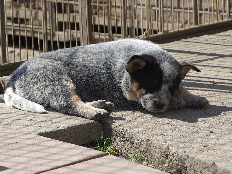 Déčka 6,5 týdne 051.jpg