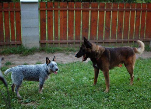 Dewitt od Dorrinky a malinois Astor od Dorrinky