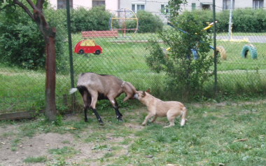 Pasení kozičky 1