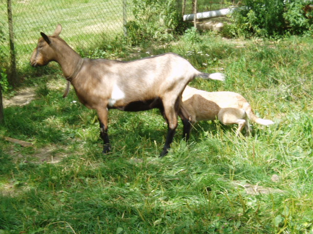 Pasení kozičky 6