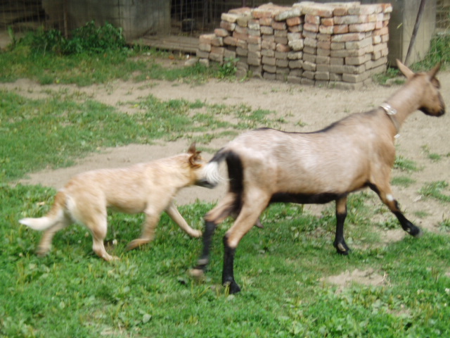 Pasení kozičky 8