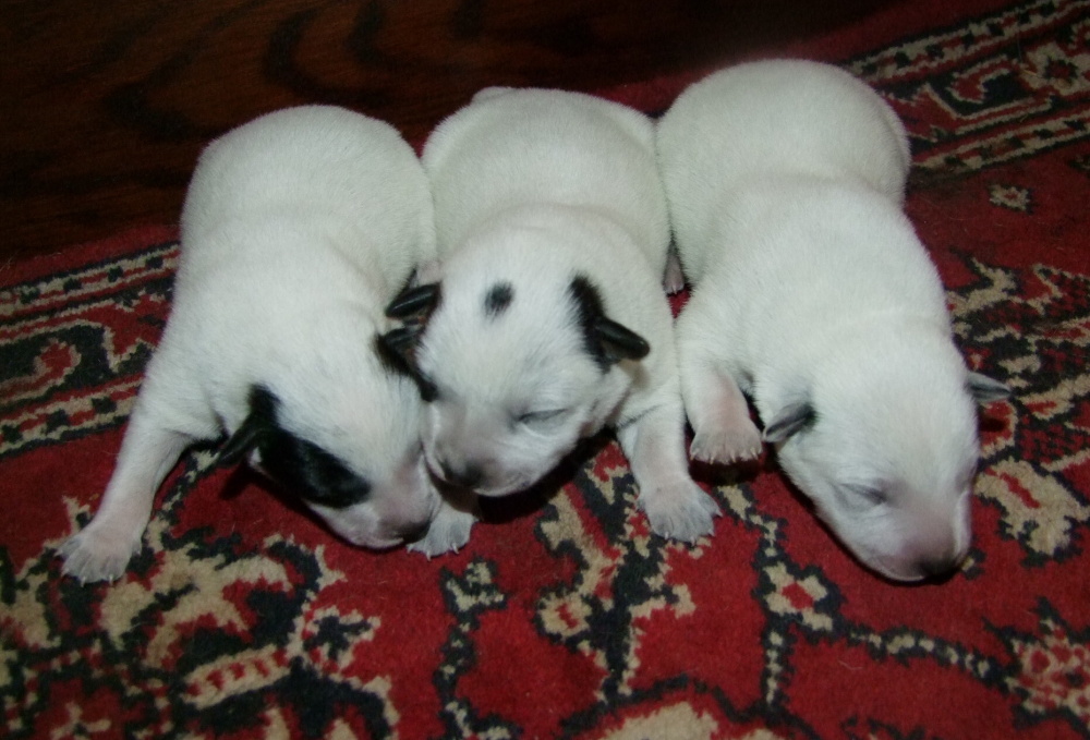 boys (2)