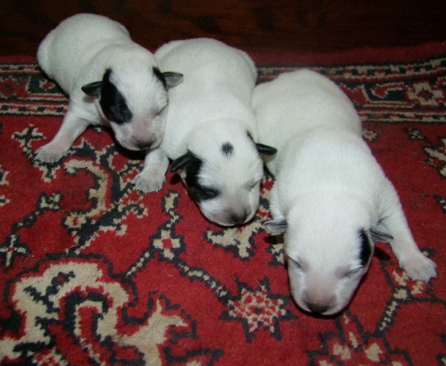 boys (3)