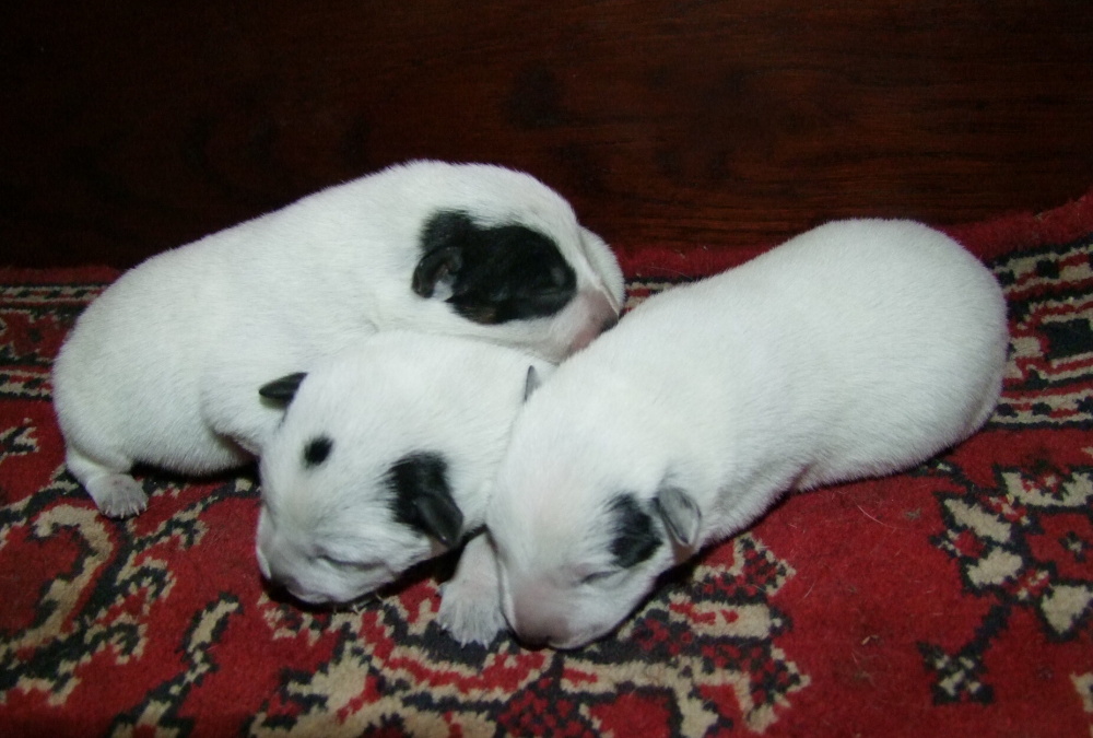 boys (5)