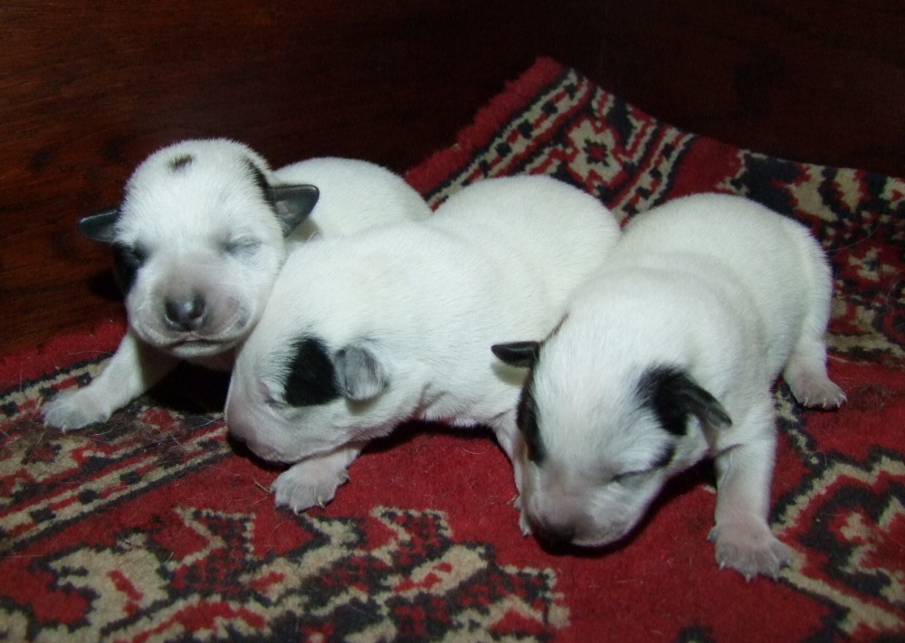 boys (7)