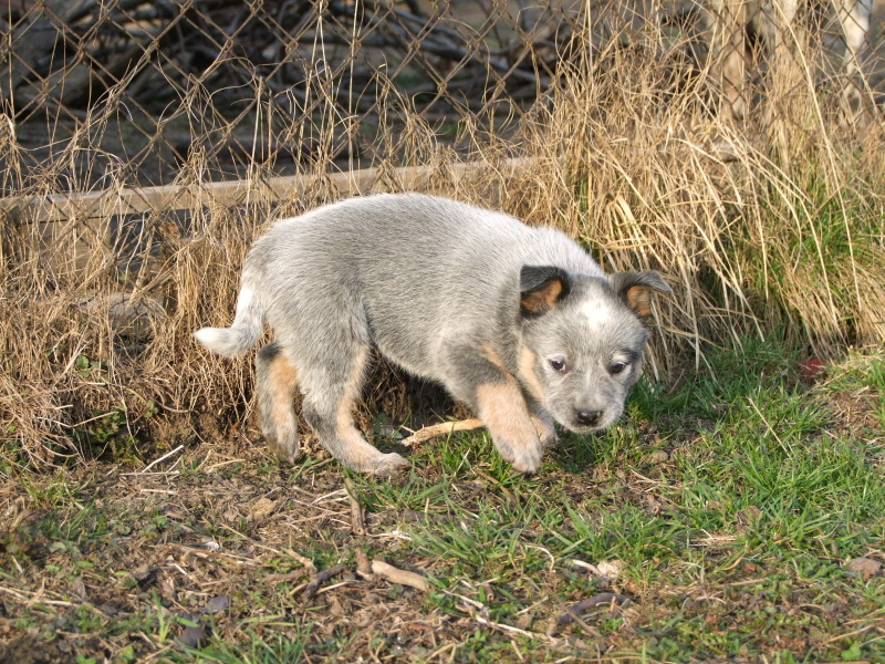 7 weeks old 035