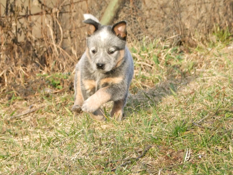 7 weeks old 037