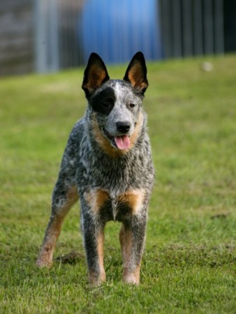 338x450_040810001731_IMG_3354_dea