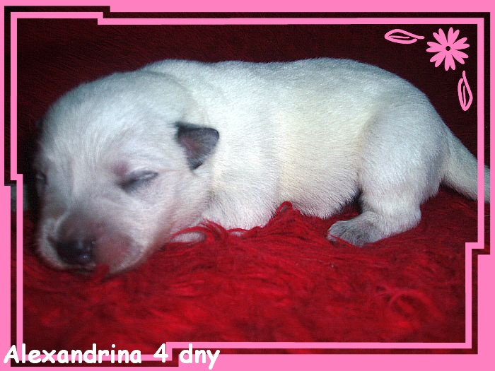 Alexandrina 4 dny