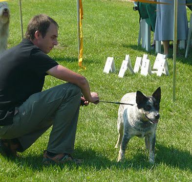 International Dog Show Warsaw 17.07.2011 ELECTRONA od Dorrinky-Youth Winner, Best of Breed - judge Vlado Piskay