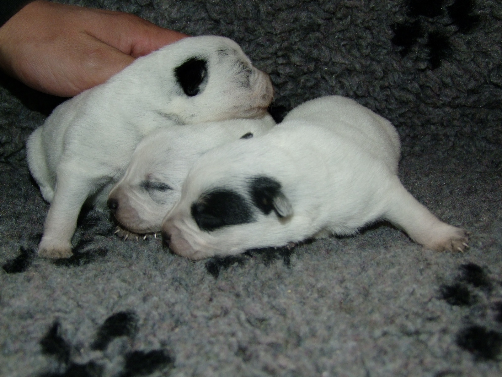 females one weeks old (1)