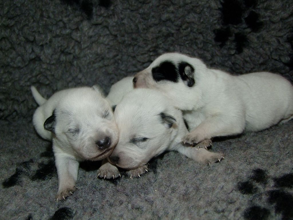 females one weeks old (3)