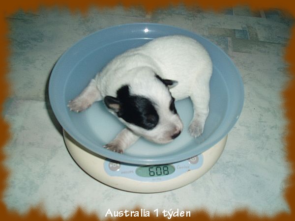Australia na váze 1 týden