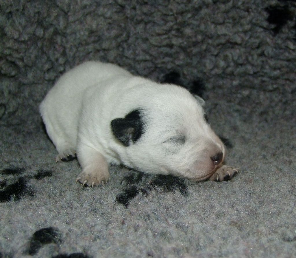female 1 left face spot (1)
