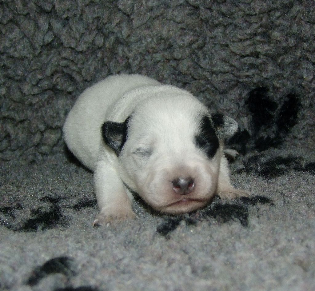female 1 left face spot (2)