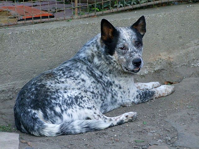 f 067