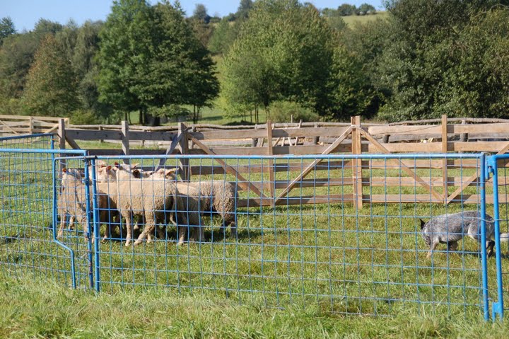 DSC_0557