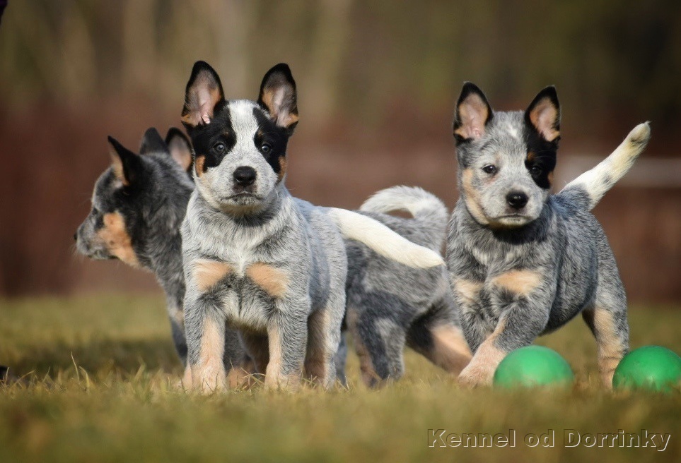 E905B929-D1B7-44B1-AF87-B3F1DDC74F9F