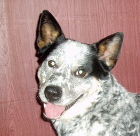Bubba hlavička
