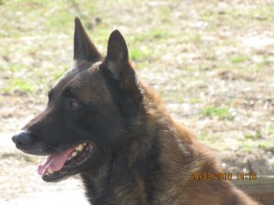 asko-2.jpg
