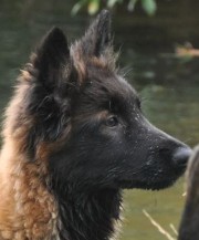 dsc_1008hl.jpg