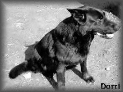dorri-10-1-.5-roku.jpg