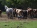 pasení dobytka - herding cattle