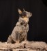IMG-20250526-WA0003